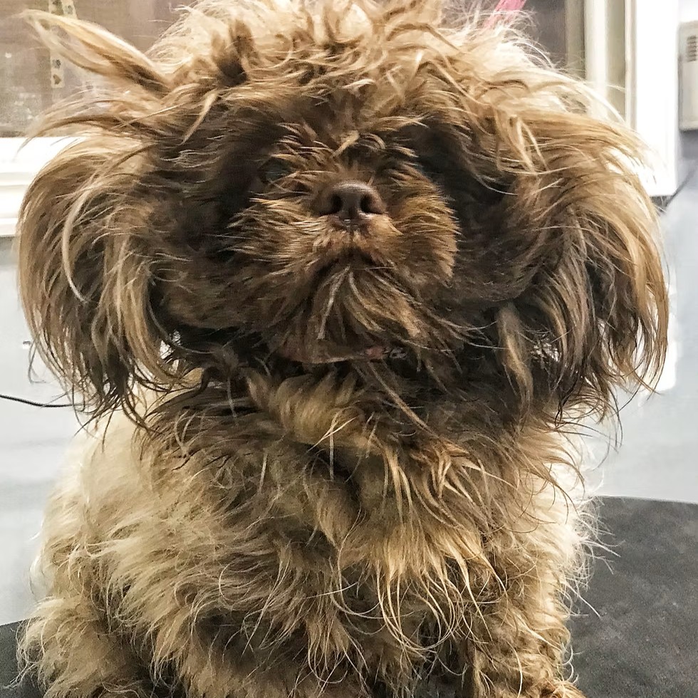 Matted Coat Fee